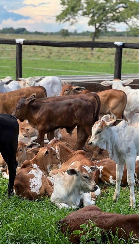 Agriculture Pictures, Nguni Cows, Pixie Aesthetic, Cow Photography, Livestock Farming, Farm Lifestyle, Animals Farm, Mini Pigs