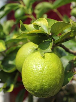 Lime one of the new free  grow guides to accompany the fruit and nut tree update available from the growveg.com Garden Planner. Arizona Backyard Landscaping, Easy Scones, Fruit Trees Backyard, Seed Pots, Bonsai Seeds, Citrus Aurantifolia, Lime Tree, Fruit Party, Garden Planner