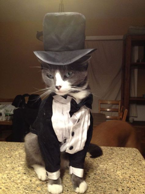 The Most Stylish Cat You’ll Ever See Koci Humor, Ninja Cats, Image Chat, Fancy Cats, Cat Hat, Cat Costumes, Cat Aesthetic, Silly Cats, Doja Cat