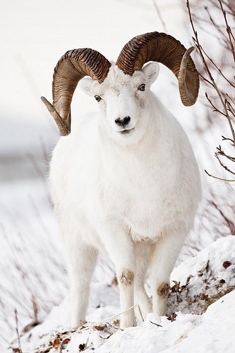 dall sheep - the dall sheep (originally dall's sheep), ovis dalli, is a species of sheep native to northwestern north america, [yukon, bc & alaska] ranging from white to slate brown in color and having curved yellowish brown horns. its closest relative is the more southern subspecies, stone sheep Dall Sheep, Winters Tafereel, Big Horn Sheep, Photo Animaliere, Nosara, Albino Animals, Wild Kingdom, Mule Deer, Animale Rare