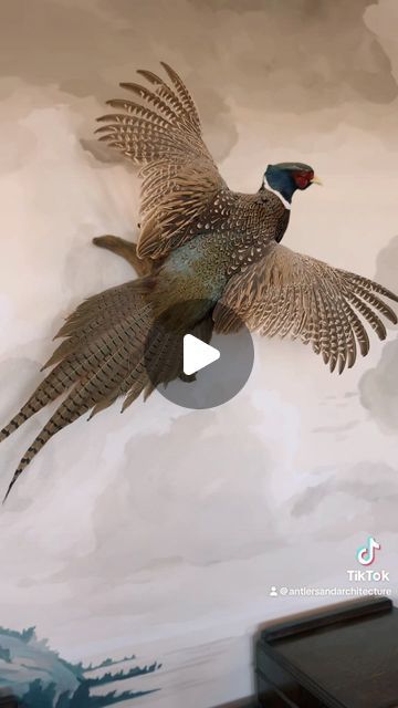 Antlers & Architecture on Instagram: "Inviting you all into my personal home today for a peek at how I found the perfect backdrop for one of my husband’s pheasant mounts. 

Can confirm: a pheasant and a mural are a winning combination.

I will be sharing a blog post this coming Sunday that highlights murals, and how much more affordable they can be than most people realize. 

Original inspiration: @picturesofnouns 
Muralist: @dodingtoncreates 

#interiordesign #homedecor #taxidermy #mural #pheasant #antlersandarchitecture" Pheasant Taxidermy Decor, Pheasant Mounts, Taxidermy Decor, Pheasant, Taxidermy, Antlers, My Husband, Blog Post, Blog Posts