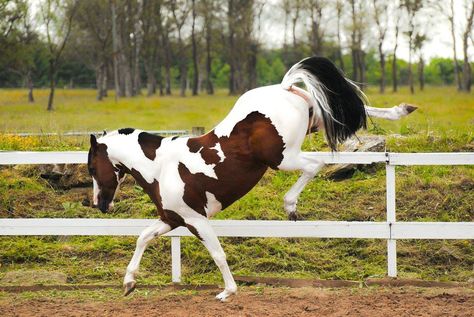 akingdomofhorses: “14/ ۩ Fantastic Warmbloods Solaris Buenno, 2006 KWPN Stallion ” Horse Bucking, Cheval Pie, Warmblood Horses, Pinto Horse, Paint Horse, Most Beautiful Horses, Horse World, Horse Drawings, All The Pretty Horses