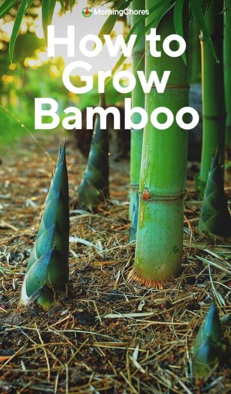 Bamboo Grass Plant, How To Grow Bamboo, Indoor Bamboo Plant, Bamboo Plant Care, Bamboo Farm, Indoor Bamboo, Bamboo Landscape, Giant Bamboo, Bamboo Species