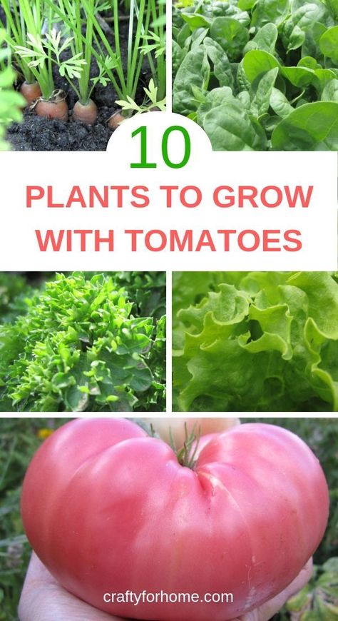 Best Plants To Grow Together, What To Grow With Tomatoes Companion Planting, What To Plant Next To Tomatoes, Companion Planting With Tomatoes, What To Grow With Tomatoes, Plant Tomatoes In Garden, Tomato Plant Companion, Flowers To Plant With Tomatoes, Tomato Guild