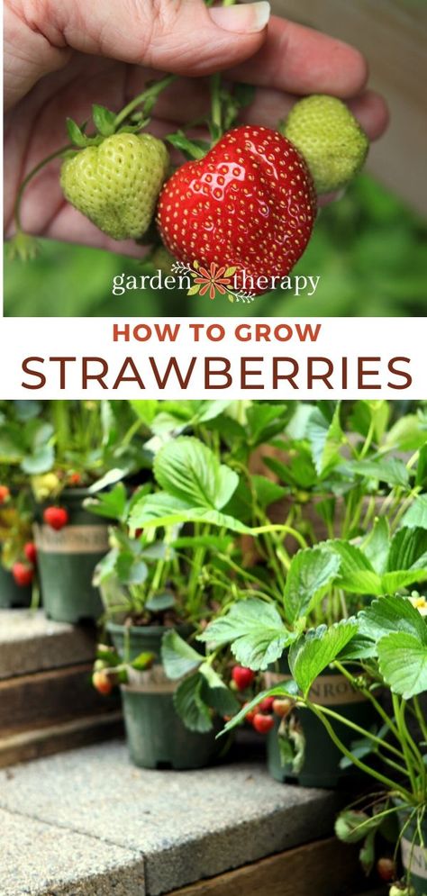 pinterest graphic for growing strawberries Potted Strawberry Plants, Growing Strawberries Indoors, Growing Strawberries In Containers, How To Grow Strawberries, Gemüseanbau In Kübeln, Strawberries In Containers, Grow Strawberries, Alpine Strawberries, Strawberry Pots