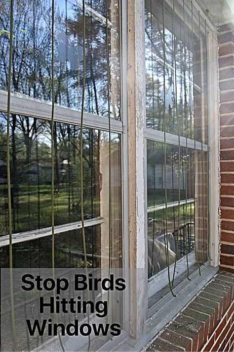 We used the Acopian Birdsavers method to stop birds hitting windows near bird feeders. They are not hard to make and really help. This is our story. How To Keep Birds From Hitting Windows, Bird Window Deterrent, Bird Feeder Station Ideas, Shelf Garden, Easy Dyi, Bird Feeder Station, Birds House, Bird Window, Bird Strike