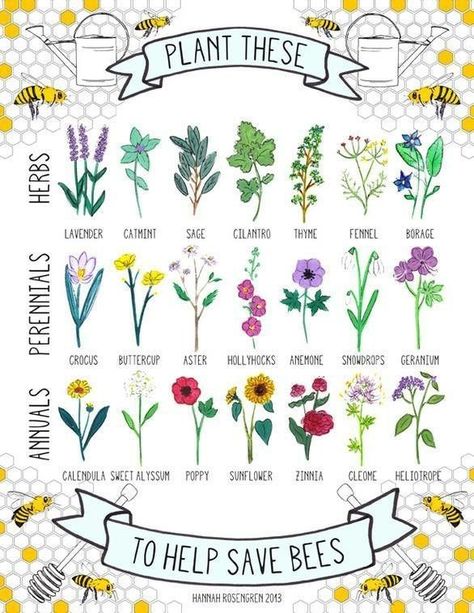 Bee Friendly Plants, Flowers And Bees, Bee Friendly Garden, Different Types Of Flowers, Permaculture Design, Perennial Herbs, Bee Garden, Plant Guide, Bee Friendly