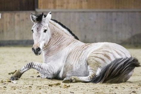 Zorse Hybrid, Zebra Horse, Rare Horse Breeds, Rare Albino Animals, Rare Horses, Horse Inspiration, Horse Silhouette, Most Beautiful Horses, Appaloosa Horses