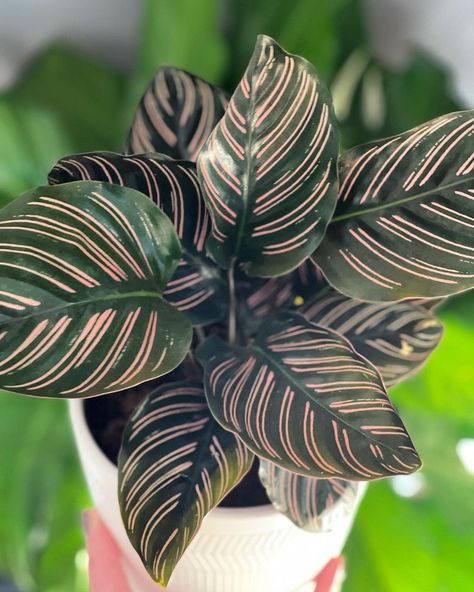 These 7 Low-Maintenance Calatheas Make the Best Houseplants - Article on Thursd Plant Pot Ideas, Calathea Ornata, Best Houseplants, Calathea Orbifolia, Peacock Plant, Calathea Plant, Orchid Bark, Plant Problems, Pot Ideas