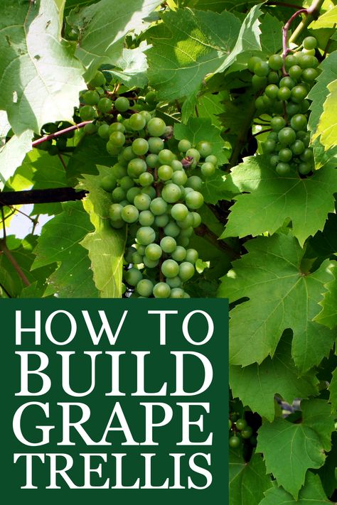 Trellis Ideas For Grape Vines, How To Build A Grape Vine Trellis, Grape Support Garden Trellis, Trellis For Grapes Vines, Grape Vine Trellis Ideas Backyards, How To Grow Grapes Vines At Home, Grape Garden Ideas, Grape Vine Trellis Diy, Growing Grapes In Backyard Trellis