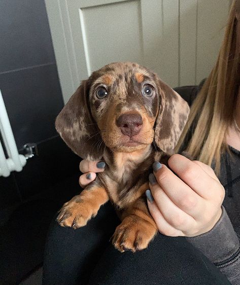 Funny Dog Signs, Daschund Puppies, Dapple Dachshund Puppy, Baby Dachshund, Dachshund Puppy Miniature, Really Cute Puppies, Dapple Dachshund, Funny Dog Memes, Weenie Dogs