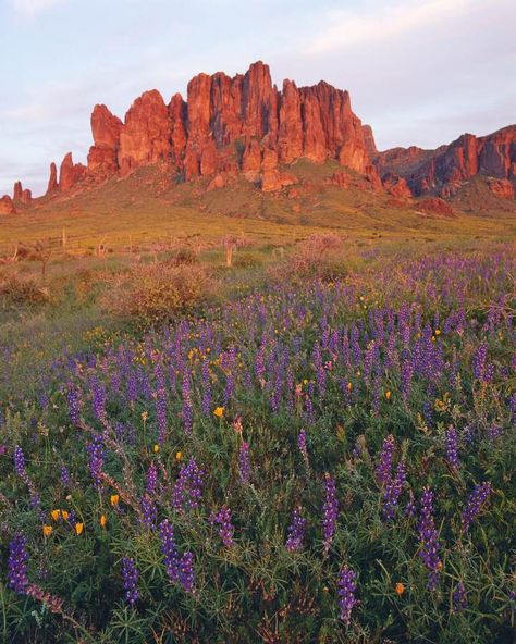 Cactus League Lovers Will Find More Affordable Luxury in Scenic Mesa, Arizona - Mansion Global Lost Dutchman State Park, Arizona Aesthetic, Arizona Mountains, Arizona Landscape, Desert Travel, Mesa Arizona, American Road Trip, Arizona Travel, Paradise Valley