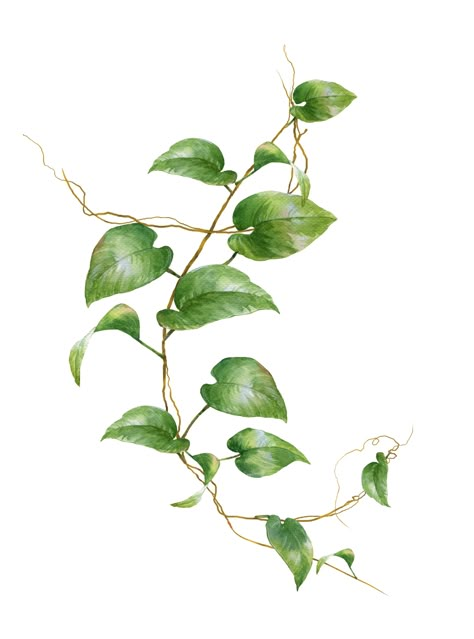 Plant Leaves Painting, Leaf Vine Drawing, Pothos Vine, Vine Drawing, Vine Tattoos, Plant Tattoo, Leaves Illustration, Drawing Step By Step, Botanical Tattoo