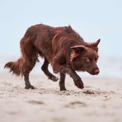 Dogs Poses Reference, Tamaskan Dog Black, Animal Reference Pictures, Animal Art Reference Photography, Dog Curled Up, Dog Lying Down, Animagus Ideas, Dog Reference Poses, Animal Pose Reference