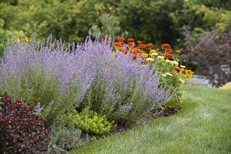 distinctly serrated, smoother and more elongated. Russian sage is more sun and heat Proven Winners Perennials, Proven Winners Plants, Deer Resistant Perennials, Russian Sage, Sage Plant, Buy Plants Online, Blue Plants, Sun Perennials, Fragrant Plant