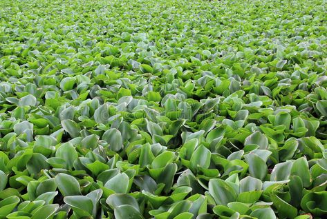 Water hyacinth. The surface of the water is fully covered by the water hyacinth , #affiliate, #surface, #hyacinth, #Water, #covered, #fully #ad Minimalist Business Cards, Water Hyacinth, Minimalist Business, Nature Images, Botany, Card Templates, Stock Photography, Business Card, Photo Image