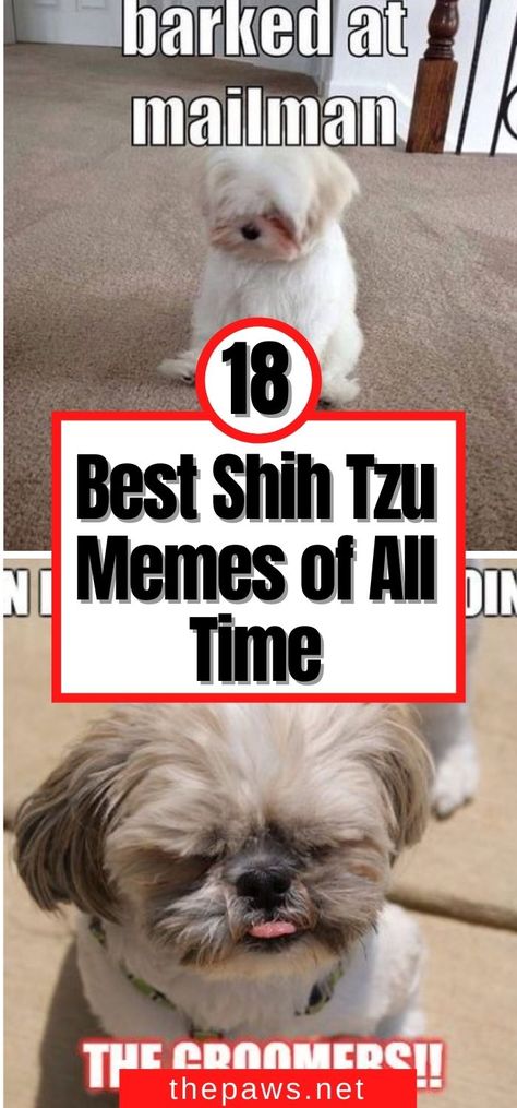 Maltese Shih Tzu Puppy, Shitzu Haircuts Boy Teddy Bears, Cute Shitzu Puppies, Shitzu Funny, Shitzu Dogs Haircuts, Shih Tzu Puppy Training, First Night With Puppy, Shorkie Dogs, Shih Tzu Hair Styles