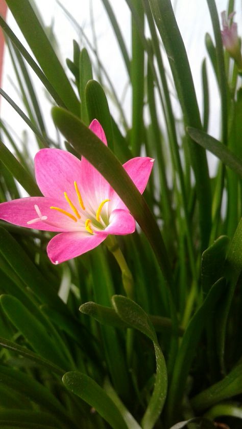 Rain Lily Flower, Rain Lily, Pink Rain, Nature Photography Flowers, Pretty Wallpapers Tumblr, Flowery Wallpaper, Nature Instagram, Beautiful Flowers Photos, Beautiful Flowers Wallpapers