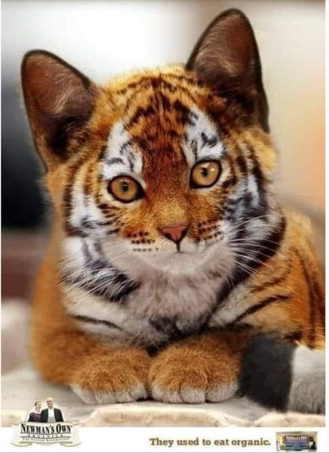 Not a Tiger cub, it's a Toyger kitten. They are a real breed of cat. Toyger Kitten, Toyger Cat, Rare Cats, Exotic Cats, Most Beautiful Cat, Gorgeous Cats, Animale Rare, Cute Cats Photos, A Tiger