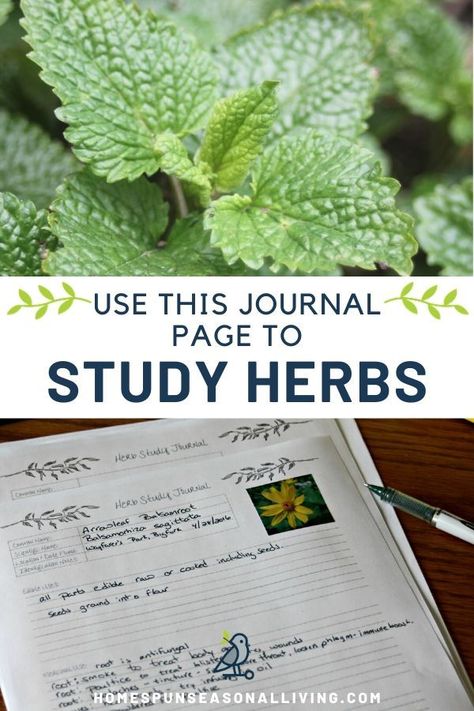 Medicinal Herb Journal, Herbalist Journal Ideas, Herbal Journal Ideas, Herbalism Notebook, Herbalism Journal, Study Journal Ideas, Herbal Notebook, Learning Herbalism, Herb Foraging