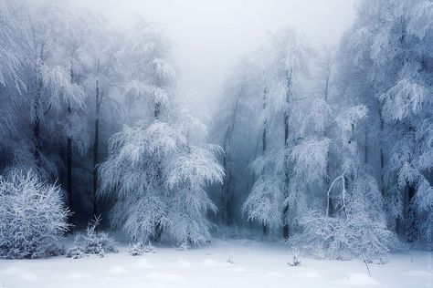 20 IMPRESIONANTES FOTOGRAFÍAS De Paisajes de invierno | Panda Aburrido Winters Tafereel, Winter Landscape Photography, Photos Black And White, Snow Covered Trees, Snow Angel, Winter Photos, Winter Love, Winter Magic, Winter Scenery