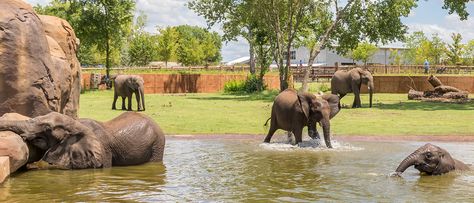 Elephant Exhibit, Zoo Exhibit Design, Joyland Amusement Park, Zoo Exhibit, Interpretation Centre, Zoo Elephant, Elephant Zoo, Arabian Oryx, Aquarium Architecture