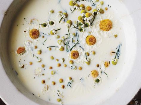 Chamomile Gelato Recipe | Saveur Chamomile Recipes, Gelato Recipe, Carob Powder, Fig Leaves, Garden Recipes, Wild Food, Chamomile Flowers, Lemon Balm, Homemade Ice Cream