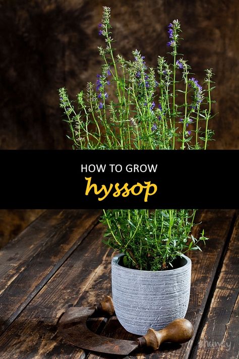 Hyssop is a plant that has been used as a culinary herb for centuries. It's also an excellent plant to grow in your garden because it can be used medicinally, and its oils are great for skin care. This blog post will teach you how to grow hyssop plants so you can enjoy these benefits. #shuncy #shuncygarden #lovethegreen #howtogrow #flower #hyssop Hyssop Benefits, Hyssop Plant, Herbal Guide, Growing Herbs Indoors, Plant Activities, Culinary Herbs, For Skin Care, Herbs Indoors, Aromatic Herbs