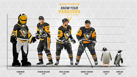 Penguin Awareness Day, Kris Letang, Evgeni Malkin, Mario Lemieux, African Penguin, Gentoo Penguin, Cute Family Photos, The Penguins, Penguin Love