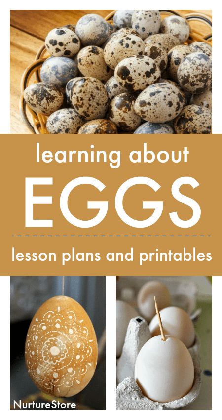 Oviparous Animals Preschool, Plastic Egg Activities, Ece Provocations, Children Playing Illustration, Nature Curriculum, Egg Activities, Oviparous Animals, Clever Kids, Hatching Chicks