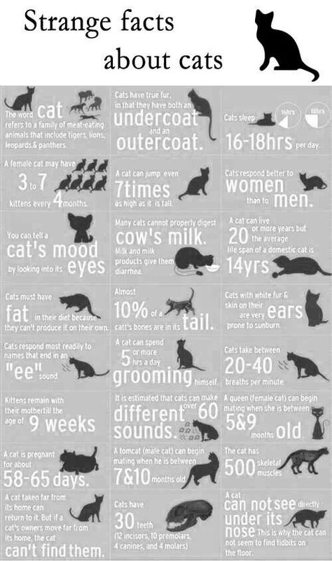 Cats Training, Cats Poses, Cats Tips, Cat Tips, Cat Whisperer, Cats Photos, Cat Language, Cat Hacks, Cat Care Tips