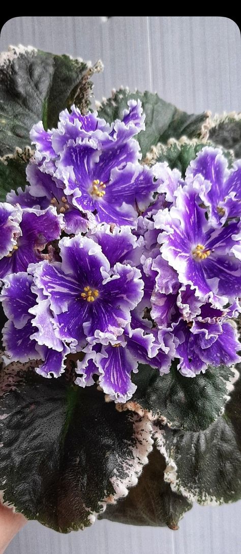 African Violet Flower, African Violet, Violet Flower, African Violets, Purple Flowers, Spice Things Up, Violet, Roses, Purple