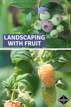 Plant an edible landscape. Follow these tips to landscaping with fruit. #gardeningchannel #fruitgardening #growingfruit #landscaping Service Berry Tree Landscaping, Backyard Edible Landscaping, Berry Fence Ideas, Landscaping With Edible Plants, Fruit Forest Garden, Fruit Tree Front Yard Landscaping, Backyard Berry Garden Design, Landscaping Around Fruit Trees, Edible Landscaping Front Yard Design