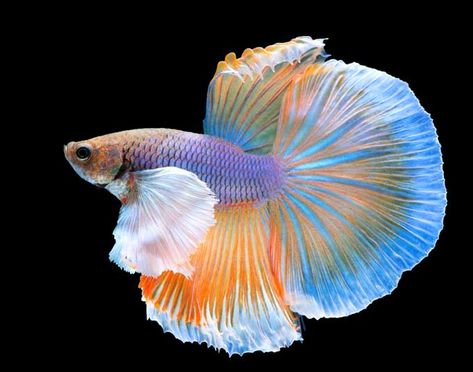 Do Betta Fish Have Teeth? (What You Need To Know) - Everything For Pets! Yellow Betta Fish, Kissing Gourami, Fish Ceramic, Fish Types, Betta Fish Types, Pretty Fish, Beta Fish, Floating Plants, Halfmoon Betta