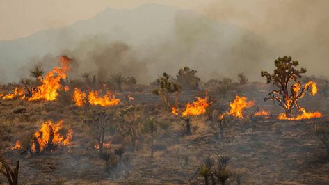 Joshua trees burned by York Fire spreading across Mojave Desert in California and Nevada | CNN Mojave National Preserve, Desert Ecosystem, Fire Area, Tortoise Habitat, Nature Paper, Wildland Firefighter, Cultural Artifact, California Wildfires, Fire Burning