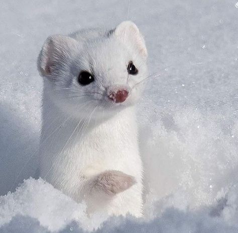 Cute Ferrets, Albino Animals, Risky Business, Pretty Animals, Silly Animals, Cute Wild Animals, Cute Animal Photos, Little Animals, Animal Wallpaper