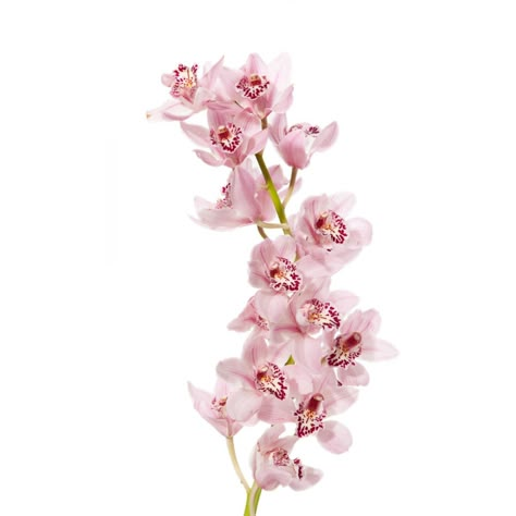 Pink Mini Cymbidium Orchids: all year $$$$ Flower Icons, Light Pink Flowers, English Cottage Garden, Pink Aura, Cymbidium Orchids, Nothing But Flowers, Pink Posters, Orchid Care, Pink Orchids