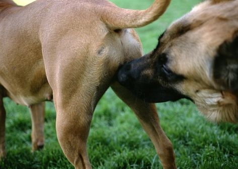 10 Reasons why you should do a background check before buying a plot https://www.makaobora.co.ke/10-reasons-background-check-buying-plot/?utm_source=facebook&utm_medium=social&utm_campaign=RealEstate Wholesome Dog, Female Dog In Heat, Hilarious Dogs, Dog In Heat, Dog Behaviorist, Little Do You Know, Dog Smells, Dog Puppies, Funny Dog Memes