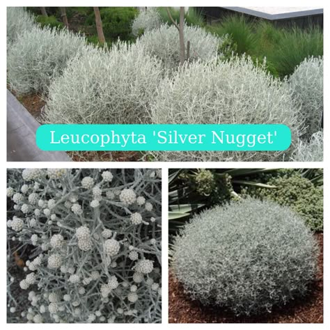 Cushion Bush, Bush Garden, Silver Plant, Australian Native Garden, Front Garden Design, Australian Plants, Sloped Garden, Australian Garden, Front Landscaping