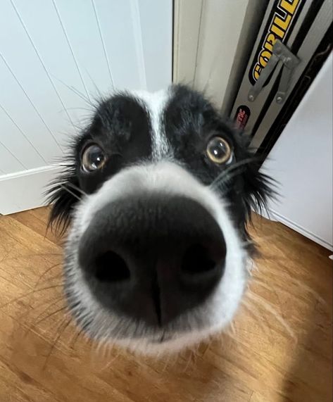 Border Collie Aesthetic, Black Border Collie, Border Collie Funny, Border Collie Humor, Dog Border Collie, Border Collie Puppy, Collie Puppies, Border Collie Puppies, Border Collie Dog