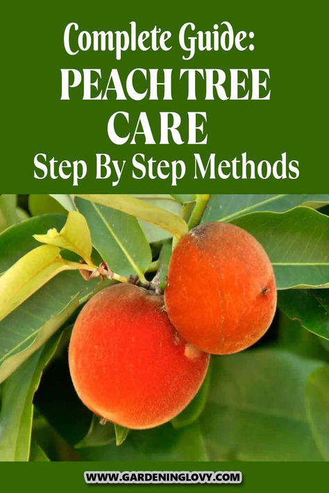 Planting peach trees from seed is a worthwhile experience if you don’t mind having to wait a few years for the peach tree to yield fruits. If you want to successfully get it right planting peach tree, read this complete guide on peach tree care. How To Plant A Peach Seed, How To Grow A Peach Tree, Peach Seeds Growing, How To Grow A Peach Tree From Seed, How To Plant Peach Seeds, Peach Tree Care, Peach Tree Diseases, Growing Peach Trees, Peach Seed