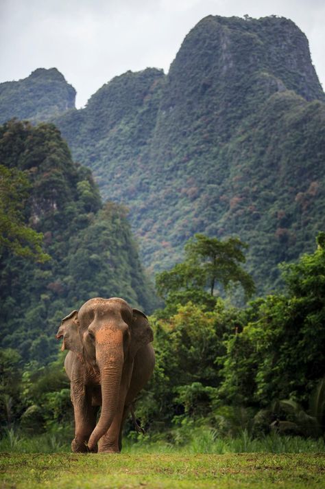 Elephant Experience Khaosak African Forest Elephant, Khao Sok National Park, Elephant Photography, Elephant Wallpaper, Elephant Images, Elephants Never Forget, Elephants Photos, Elephant Sanctuary, Elephant Drawing