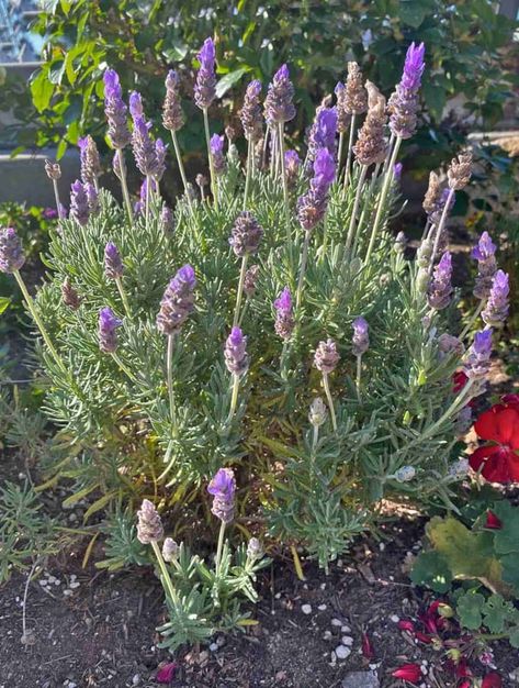 French lavender - planting, pruning, blooming and care How To Prune Lavender Plant, Pruning Lavender Plants, French Lavender Plant, Classic Garden Design, Garden Entry, Lavender Varieties, Spanish Lavender, Coral Bells Heuchera, Plant Types