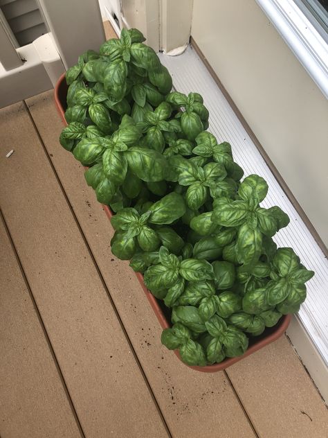 Potted Basil on Balcony Balcony Garden Aesthetic, Basil In Pots, Potted Basil, Basil Garden, Bonsai Tree Tattoos, Basil Plant, Minimalist Garden, Victory Garden, Balcony Plants