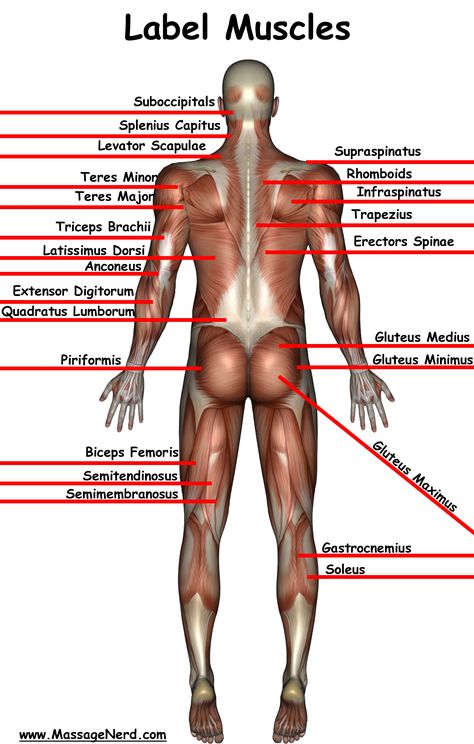 Welcome to the Information Highway of Massage Therapy! Massage Nerd is: the largest massage website with 3,500+ massage videos, 10,000+ massage pictures, 4,000+ massage test questions and so much more! Subscribe to my newsletter to keep up to date on what is happening in the massage world. If you can't find it on massagenerd, then I will find it for you! Muscle Chart, Muscle Names, Muscle Reference, Massage Therapy School, Massage Pictures, Pinterest Lifestyle, Sports Massage Therapy, Massage Therapy Business, Massage Therapy Techniques