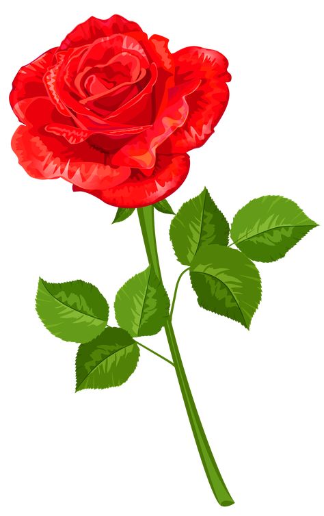 Gulab Ka Phool, Flower Png Images, Rosé Png, Beach Wedding Dress Boho, Red Petals, Beautiful Red Roses, Scenery Pictures, Roses Drawing, Autumn Scenery