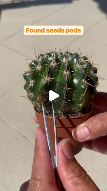 Propagating Cactus, Cactus Seeds, Sprouting Seeds, Indirect Sunlight, Seed Pods, The Soil, Rubber Band, Plastic Cup, Take Out