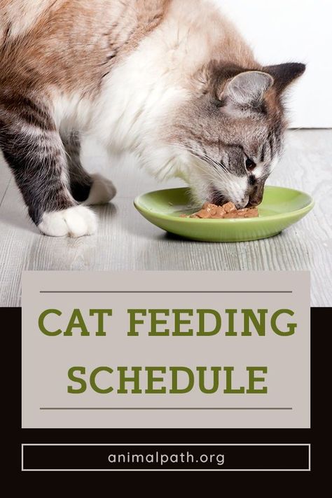 Cat Feeding Schedule, Force Feeding, Homemade Cat Food, Cat Diet, Sick Cat, Best Cat Food, Cat Nutrition, Canned Cat Food, Wallpaper Cat