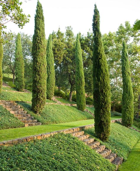 Italian-Cypress-Tree Evergreen Trees For Privacy, Cypress Plant, Italian Cypress Trees, Italian Cypress, Fast Growing Evergreens, Garden Hedges, Florida Plants, Seaside Garden, Mill House