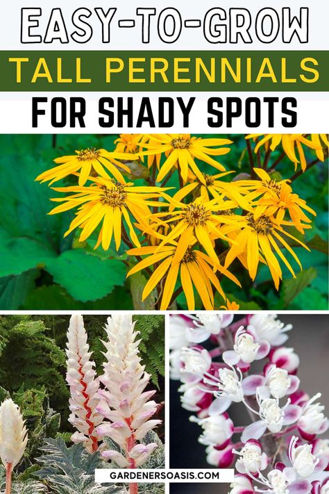 Tall Shade Perennials, Ideas Around Trees, Tall Perennials, Plants That Like Shade, Garden Wall Decoration, Perennial Garden Plans, Shade Loving Perennials, Shade Garden Plants, Ground Covers